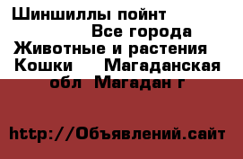 Шиншиллы пойнт ns1133,ny1133. - Все города Животные и растения » Кошки   . Магаданская обл.,Магадан г.